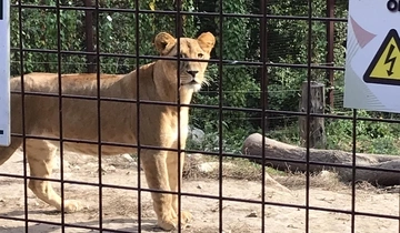Állatok Világnapja a MIÓVI Diósgyőri Tagóvodájában - Közös kirándulás