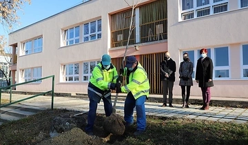 Minap - HŰS ÁRNYAT ADNAK MAJD AZ OVISOKNAK A MOST ÜLTETETT PLATÁNOK