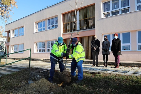 Minap - HŰS ÁRNYAT ADNAK MAJD AZ OVISOKNAK A MOST ÜLTETETT PLATÁNOK Minap - HŰS ÁRNYAT ADNAK MAJD AZ OVISOKNAK A MOST ÜLTETETT PLATÁNOK